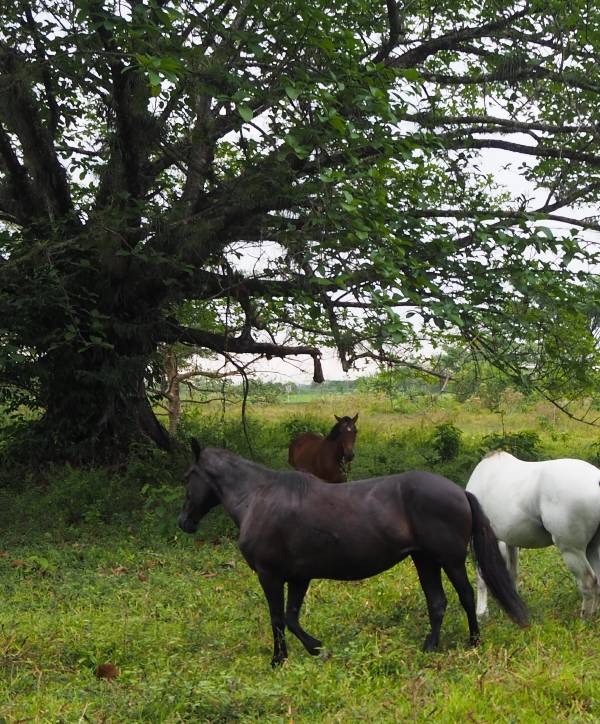 Caballos_600x724